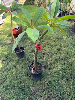 Plumeria