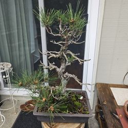 30+ Year Old Bonsai. Cool Bark. Rare Species Of Black Pine