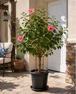 🌺🌺🌺 Pink Hibiscus Tree - Large & Healthy ( 5 Ft )
