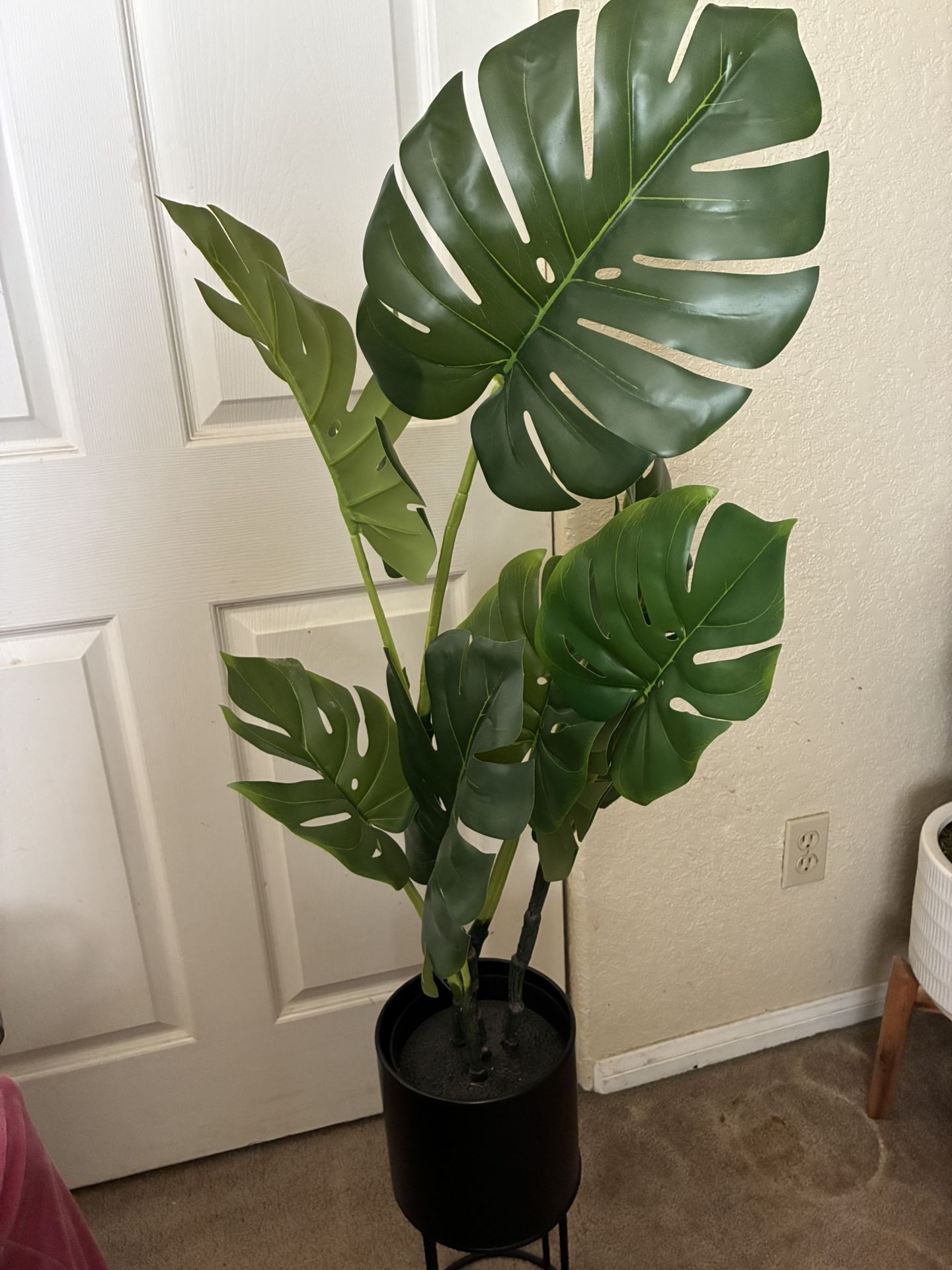Plant