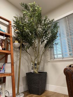 Olive Tree
