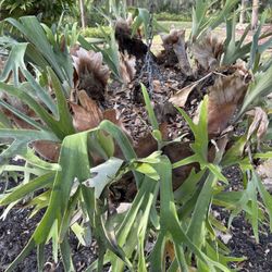 Large Staghorn Fern, reduced!!