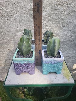 Rooted Cactus In A Ceramic  Pot