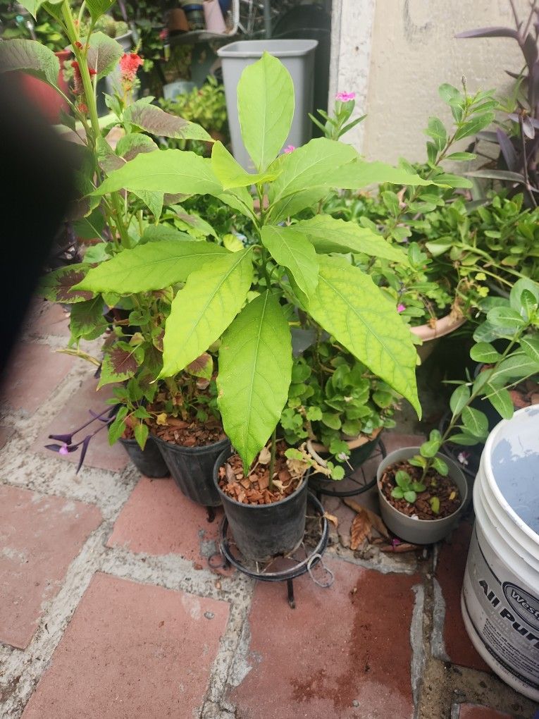 Aguacate Pequeño