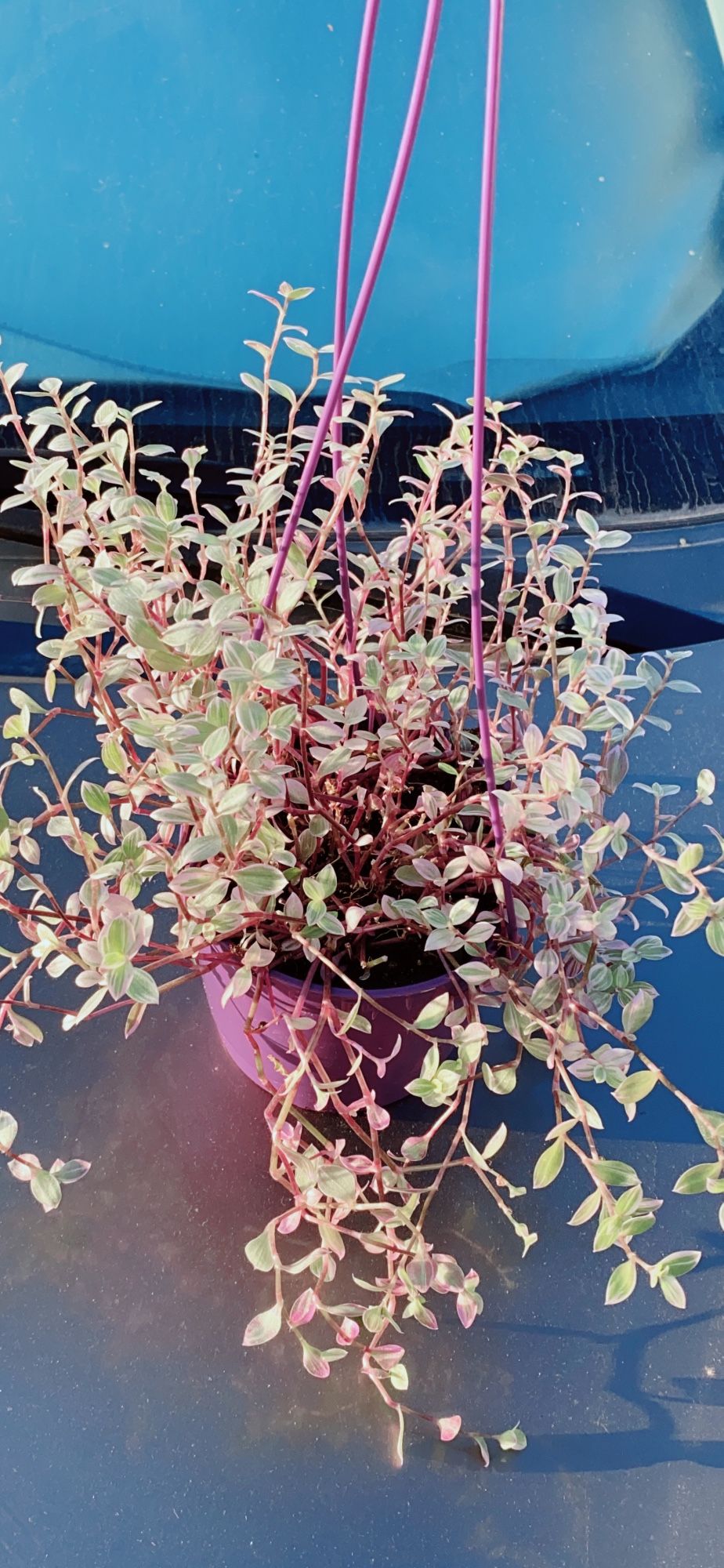 Trailing Wandering Jew Plants