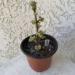 4 Inch Pot Succulent Plant - Portulacaria Afra Variegated - Elephant Bush - Drought Resistant - Established Plant Perfect for Landscaping & Arrangemen