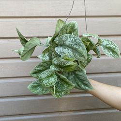 6” scindapsus exotica 