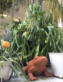 Staghorn Plant Fern