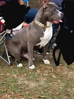Luxury Dog Collars (LEGENDARY CHAINZ)