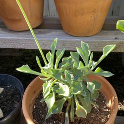 Dolphins Leaves Succulent 