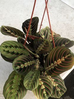 $25 Red Miranda