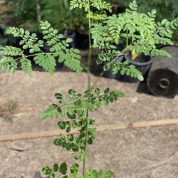 Moringa plant