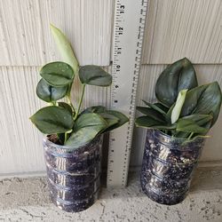 Scindapsus Pictus Treubii Moonlight plants