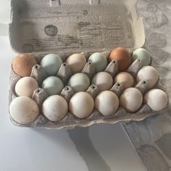 Fresh Eggs