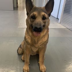 Statue- German Shepherd 