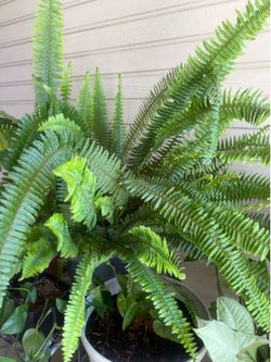 Plant/Planta helecho