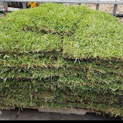 St Agustin Grass Sod.  By Pieces Only. Solo Piezas No Pallets