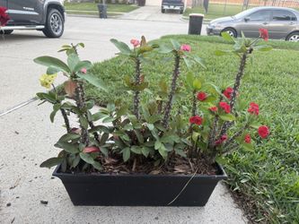 Crown of thorns
