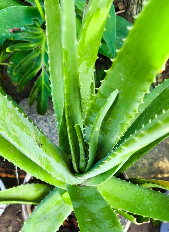 Large Aloe Vera Succulent Plants (2-3' ft.) w/ Beautiful Yellow Orange Flowers! 🪴 