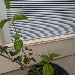 Tree dogwood  Organic. Price negotiable