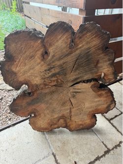 Cross Cut Oak Tree