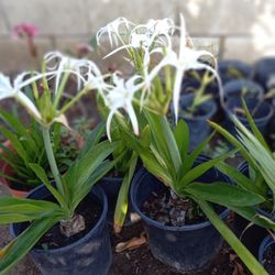 Spider White 6.00 cheap Price