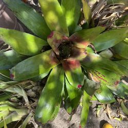 Bromeliads