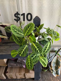 Lemon lime maranta