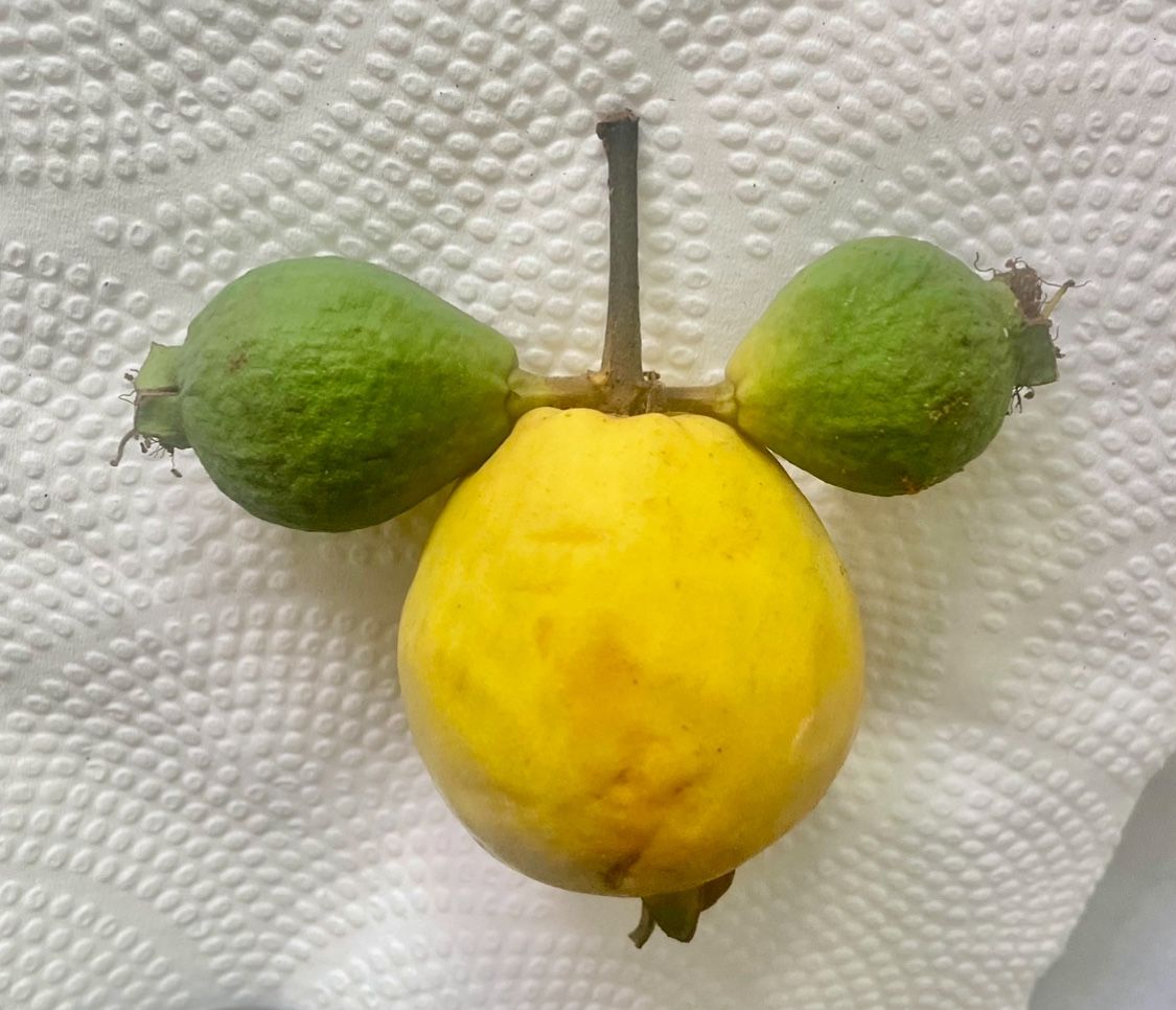 Pink Guavas Guayabas Fresh Picked Today From The Tree 