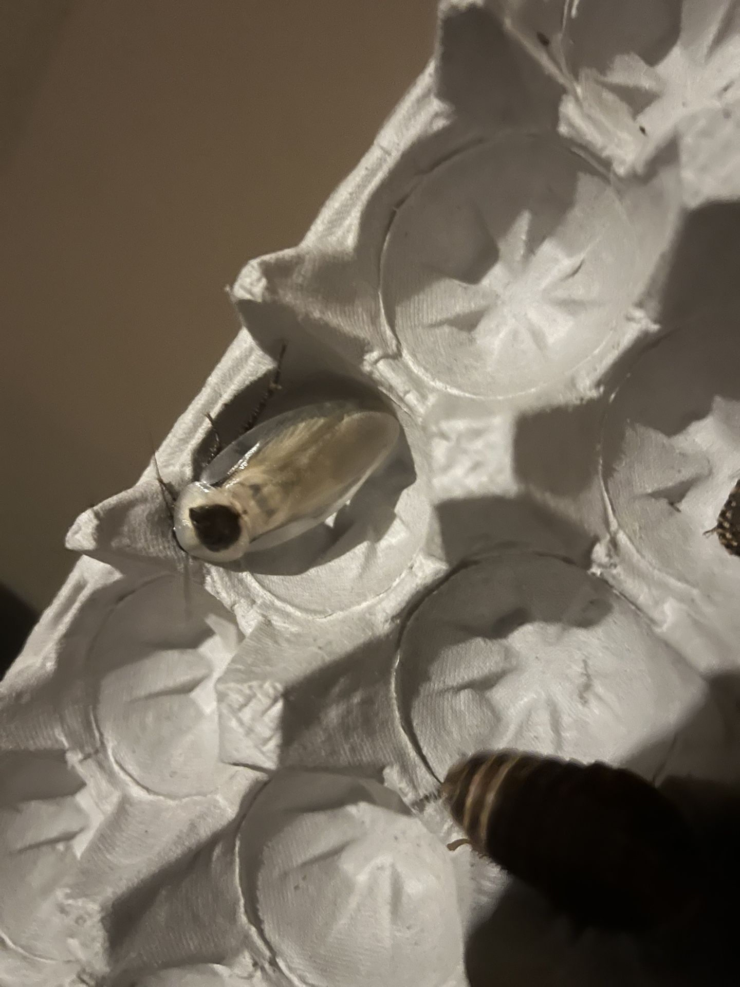 Discoid Roaches