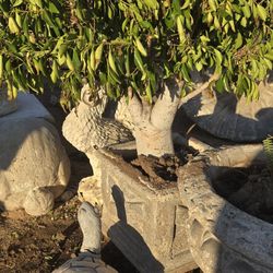 Maseteros Y Adornos Para Jardin 