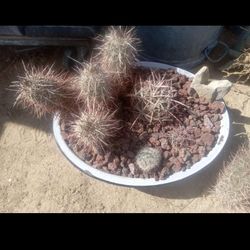 Cactus Plants For Sale In Lucerne Valley 