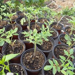 Tomato Plants - Ponderosa, Red Brandywine
