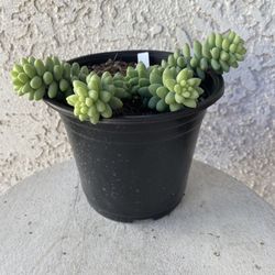 6 Inch Pot Succulent Plant - Sedum Morganianum - Burrito Donkey's-tail - Rooted & Established - Drought Resistant 🪴