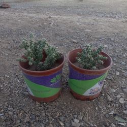 Cactus Cholla