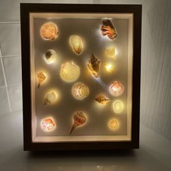 Ocean Decor – Seashell Frame