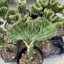 mermaid tail / Coral cactus 5” pot , $20 Each, firm price
