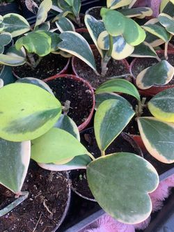 Hoya Kerri Variegated indoor plants