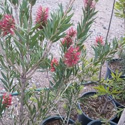 Bottle brush plants.