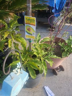 Aguacate