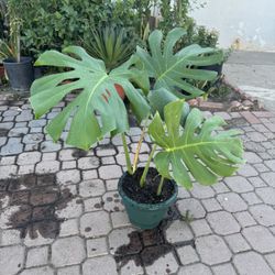 Monstera Big Leaf