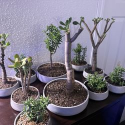 Bonsai Starters