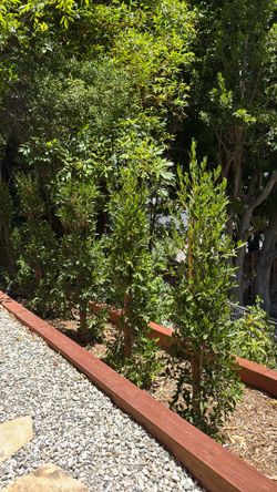 FREE 6’ ficus hedges