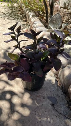 Patio Plant In One Gallon