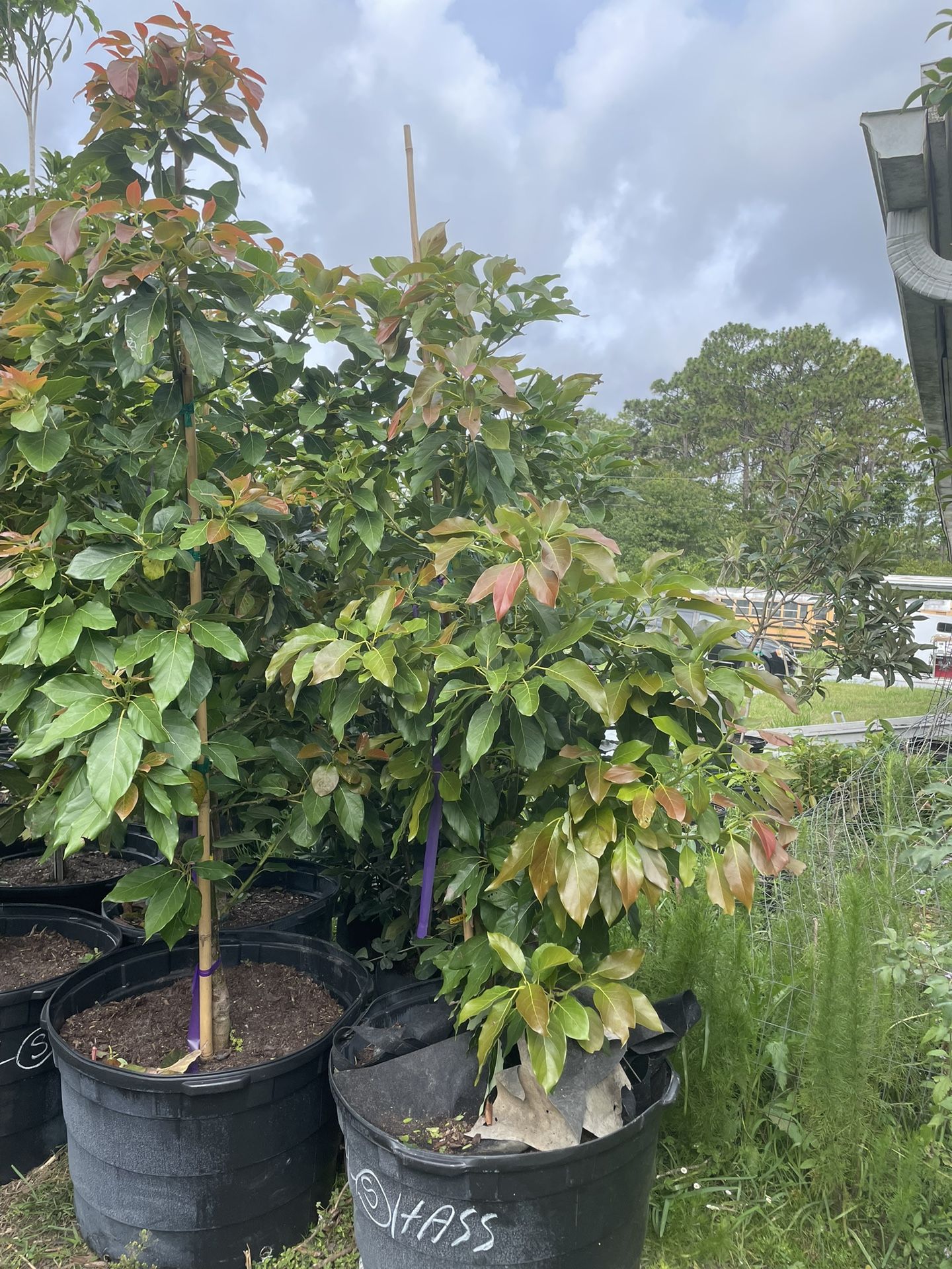 45-gal Super Hass Avocado π₯