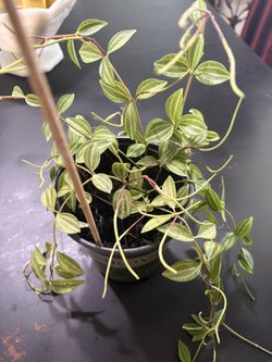 “Funky Frog” Plant