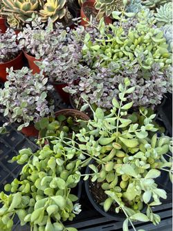 Premium 4 inch Succulents