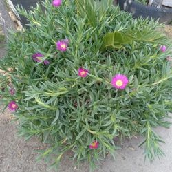 Suculentas
