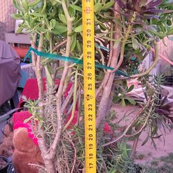 3 Ft...4 Types In 1 Pot Succulents Plants