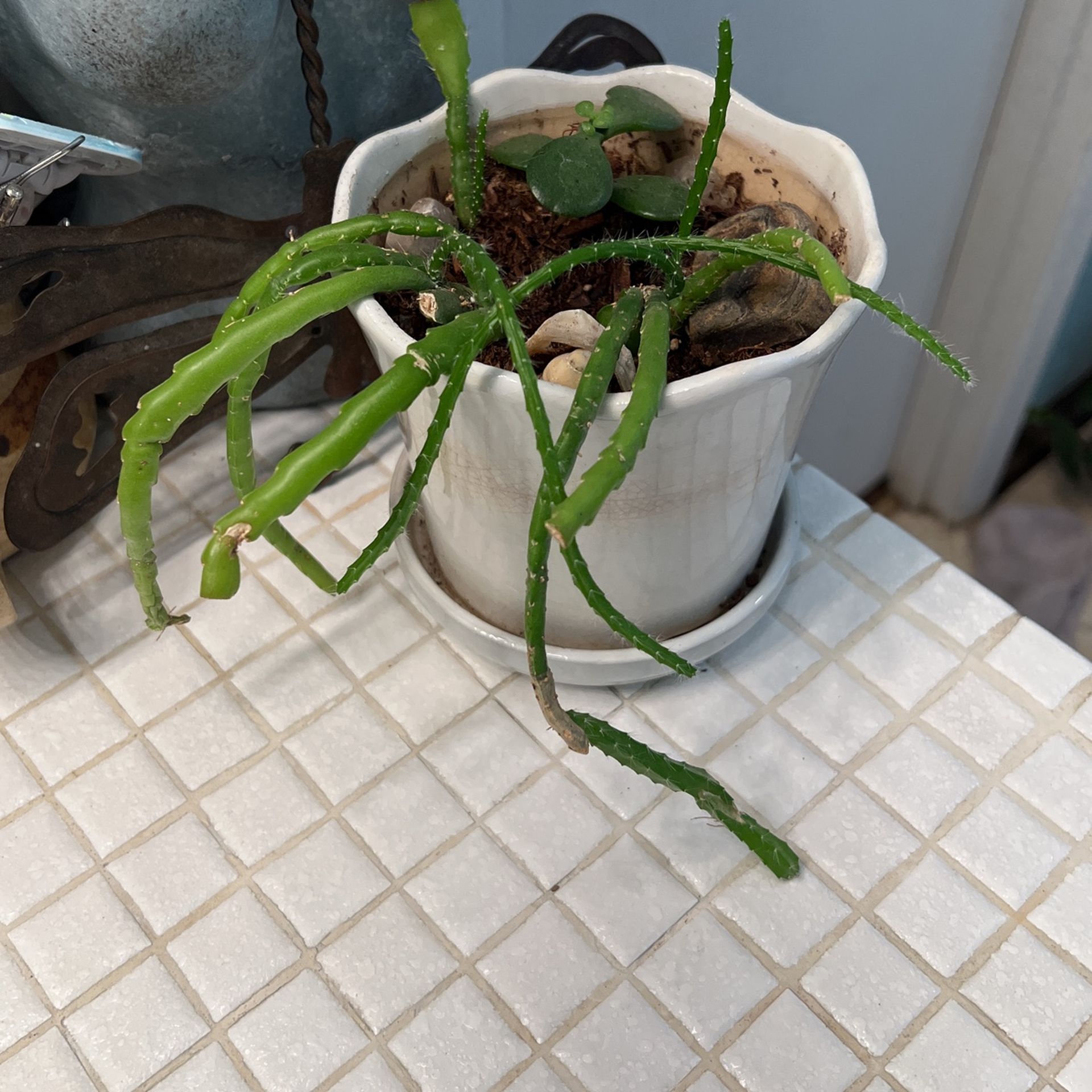 Succulent starter pot - Jade & Ric Rac